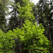 DSCF0418