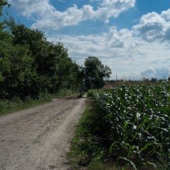 _DSF2446